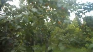 4. В.Железов. Урожай 2016. Абрикосы.mp4