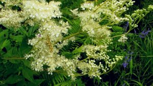 Понарасло. Островок у речушки.