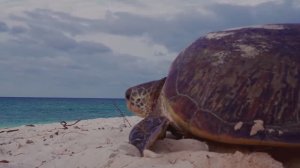 Дискавэри: Захватывающая дух Природа, 4K