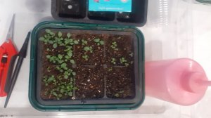 09.12.2025 Пикировка первой партии петунии.