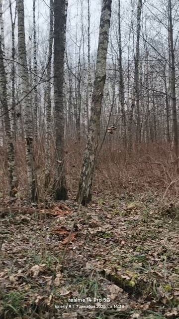 Декабрь. Прогулка в лесопарке 07.12.2025 смотреть онлайн