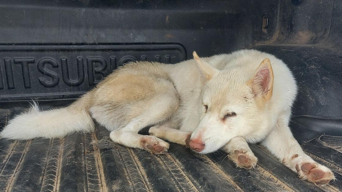 Как положено лайке