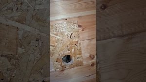 1000041943.mp4 (Собака смотрит на монтаж электропроводки (отверстие под м/коробку) в доме А-фрейм)