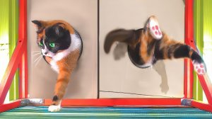 В НАСКОЛЬКО МАЛЕНЬКОЕ ОТВЕРСТИЕ СМОЖЕТ ПРОЛЕЗТЬ КУКИ? :D