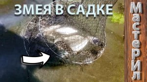 ЗМЕЯ ЗАЛЕЗЛА В САДОК И ПЫТАЕТСЯ УТАЩИТЬ РЫБУ!
