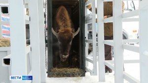 В барнаульском зоопарке появился новый обитатель – краснокнижный зубр по кличке Мурашик