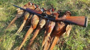 Достойная охота на Фазана 2025