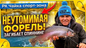 Неутомимая форель загибает спиннинг Ловля форели на спинниг Спорт зона РК Чайка