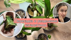 Пересаживаю морковки катасетумы и молодые алоказии