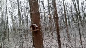 Белка в роще город Ефремов 7 декабря 2025