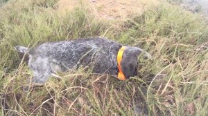 Загонная охота❄️декабрь 2025