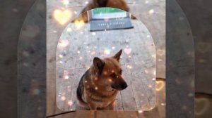 1000041968.mp4 (Собака смотрит на монтаж электропроводки (отверстие под м/коробку) в доме А-фрейм)