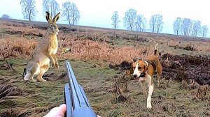 СУПЕР ОХОТА НА ЗАЙЦА С ГОНЧИМИ 2025-2026! Незабываемые моменты в жизни!Заяц сбивает с ног!