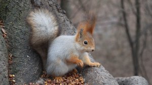 Показываю, где живёт Белка с глазиком. Зарисовка