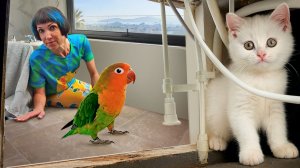 Котенок Кефир испугался попугая! Смотри, как Маша выручает котенка и знакомит его с пернатым гостем