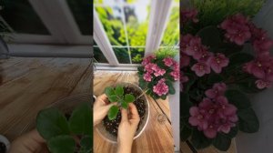 КАК ПЕРЕСАДИТЬ МИНИ ФИАЛКУ НА ФИТИЛЬНЫЙ ПОЛИВ?