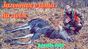 Загонная охота на лося. Декабрь 2025