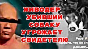 Живодер убивший собаку угрожает свидетелю