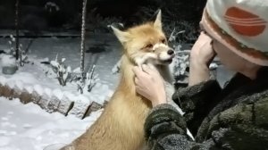 (1193) Лиса приходит в гости. Декабрь 2025