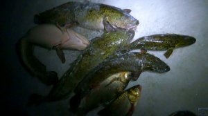 Зимняя рыбалка на Печоре \ Вторая проверка \ Шикарный улов \ 03.12.25