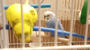 волнистые попугайчики в своëм доме