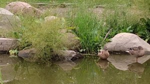 Ничего кряквам не угрожает, И их племя всё прибывает.