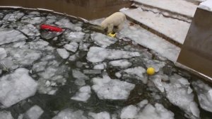 Белка и Стрелка всегда себе находят занятие 04.12.2025