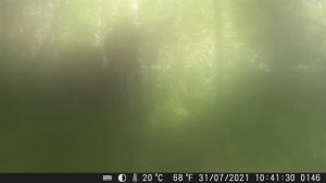 Видео от Красноярская тайга. Фотоловушки