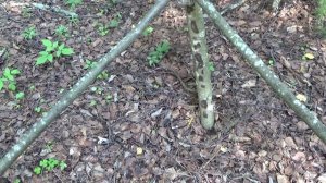 Нашёл в лесу загадочное место! Что это?