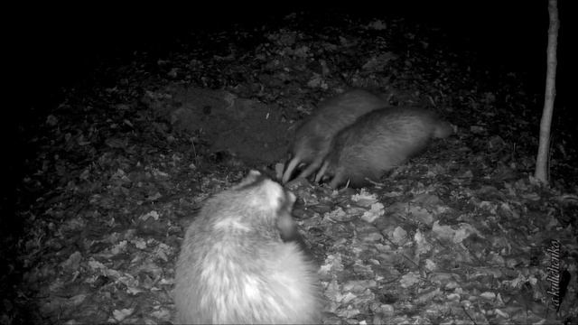 ПУТЬ ЛИСИЦЫ ПО ЗАПОВЕДНИКУ