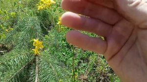 24. Покатушки на трицикле. Заготовка березовых веников.