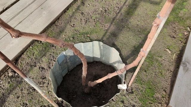 МОЙ НОВЫЙ ВИНОГРАДНИК!!!🍇🍇🍇 Telegram, WhatsApp и Vlber +79528500417. ТЕЛ. +79054033245.