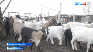 Благодаря соцконтракту житель Новооскольского округа развивает личное подсобное хозяйство