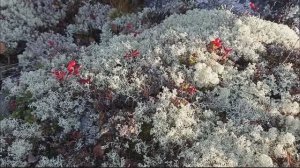 Мурманск.Тундра осенью (2025)