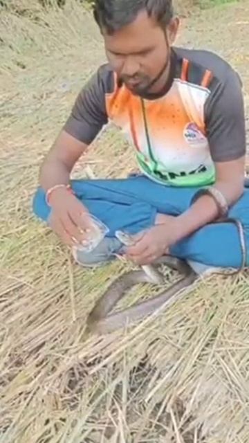 В Индии мужчина откачал змею, которую ударило током