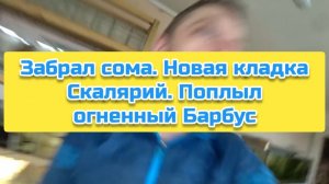 Забрал сома. Новая кладка Скалярий. Поплыл огненный Барбус