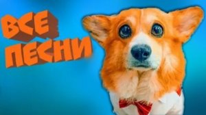 Корги Коржик все песни. Все клипы подряд!!! (Корги Коржик. Говорящая собака )#коргикоржикпесни