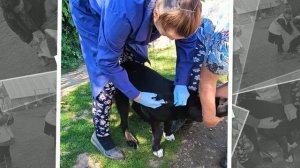 Вакцинация против бешенства