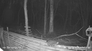 LIVE: На лесной опушке. Природа онлайн