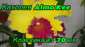 Каттлея Alma Kee!От ростов до цветения!
