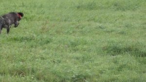 Дратхаар Вайс. Первое поле.