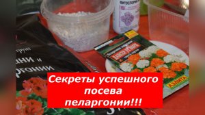 Пеларгония под Новый год: От семечка до пышного куста за 5 месяцев!