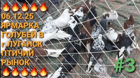 🔥🔥🔥 06.12.25. Ярмарка голубей в г.Луганск. Птичий рынок. Часть 3. Pigeons Fair. Bird Market.