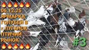 🔥🔥🔥 06.12.25. Ярмарка голубей в г.Луганск. Птичий рынок. Часть 3. Pigeons Fair. Bird Market.
