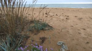 Зимний берег ветер и волны.