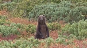 Пошли гулять. Встретили медведя....