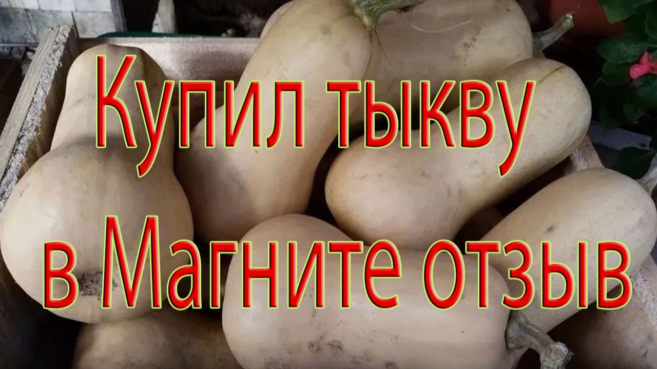 Купил тыкву в Магните отзыв
