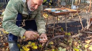 Осенняя прививка