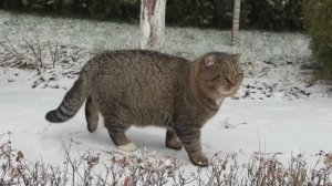 ДНЕВНИК лесного кота Барсика: «Снег не трогать - это на Новый год!»  - 6.12.2025 часть 2