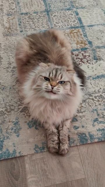 КОТ ДЕМОН!  #oiia #oiiaoiiacat #oiiaoiia смотреть онлайн